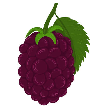 Cartoon illustration with colorful blackberry. Farm market product. Vector hand drawn graphic. Single isolated art.のイラスト素材