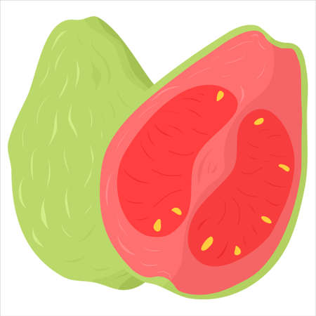 Cartoon illustration with colorful guava. Farm market product. Vector hand drawn graphic. Single isolated art.のイラスト素材