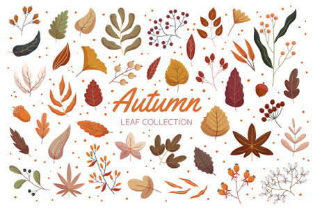 Vintage autumn forest leaf collection. Flat hand drawn vector illustration set of leaves. Acorn, rowanberry and viburnum, rosehip branches.のイラスト素材