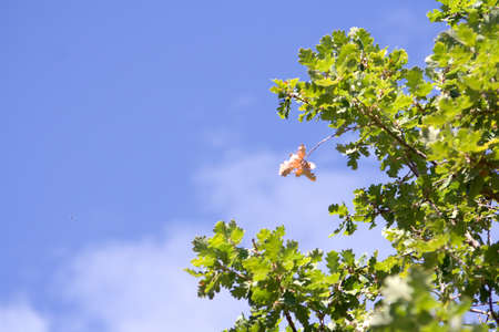 Autumn yellow leafの写真素材
