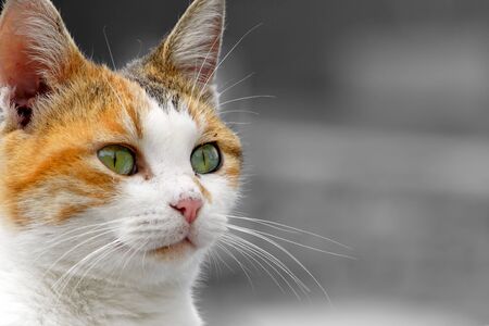 A perfect cat model for a nice portraitの写真素材