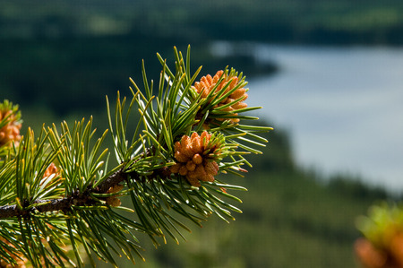 pine tree conesの写真素材