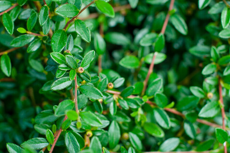 green leafs on brunches