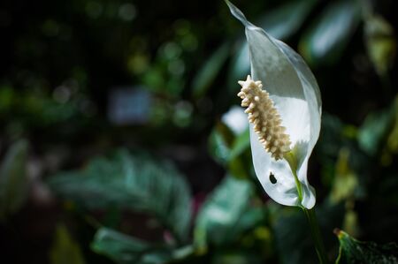White wild callas