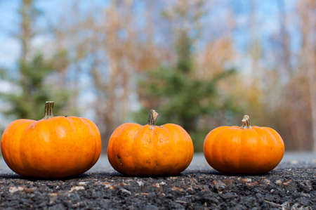 autumn Halloween pumpkins on the roadの写真素材