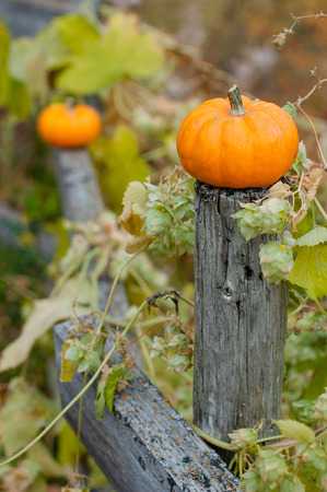 autumn Halloween pumpkin on the wooden fenceの写真素材