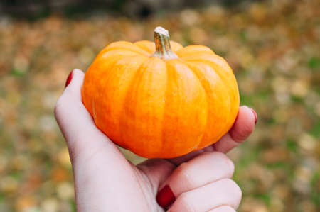 autumn Halloween pumpkin in handの写真素材