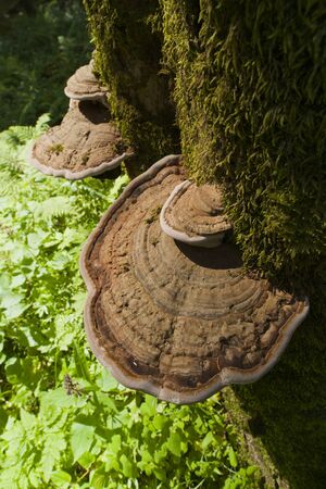 primary forest in the alpsの写真素材