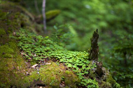 primary forest in the alps