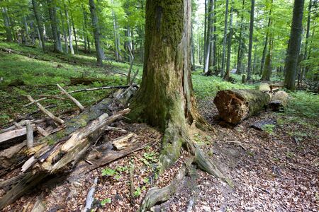 primary forest in the alps