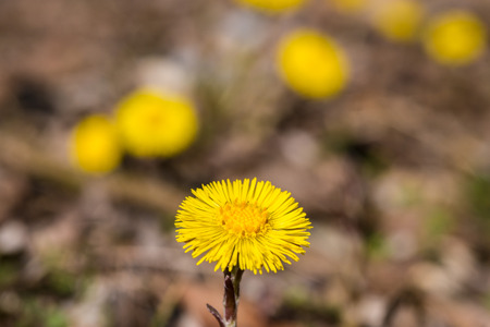 tussilago farfara; coltsfootの写真素材