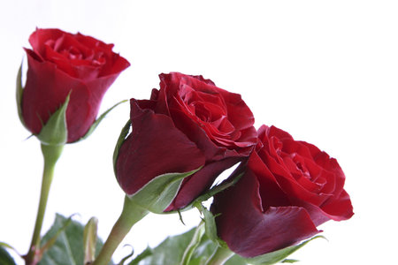 bunch of red roses on white backgroundの写真素材