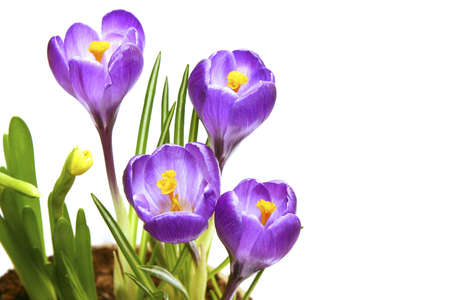 beautiful spring violet crocuses isolated on whiteの写真素材