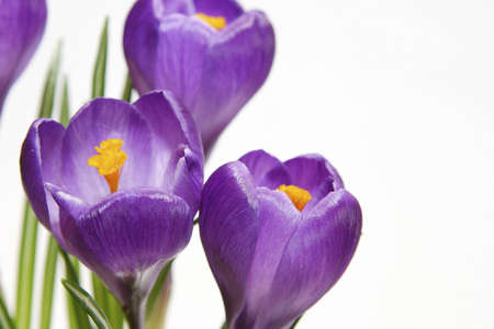 beautiful spring violet crocuses isolated on whiteの写真素材