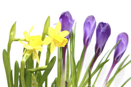 composition of spring flowers isolated on whiteの写真素材