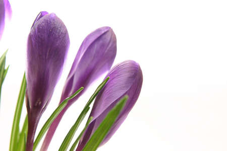 composition of spring flowers isolated on whiteの写真素材