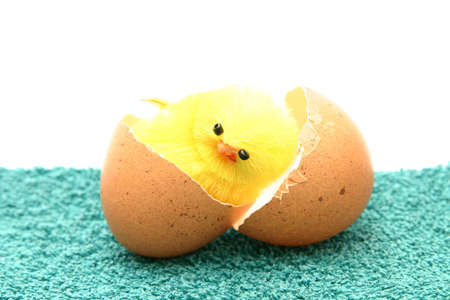 just hutched chicken and eggshell on greenの写真素材