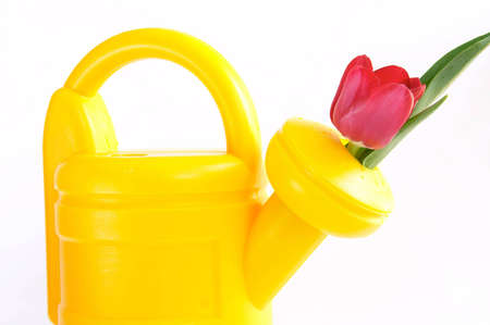 joy of gardening - yellow watering can and red tulipsの写真素材