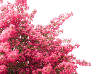 heather isolated on white background, with copy spaceの写真素材