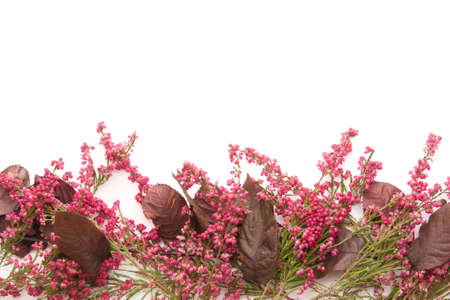 heather and leaves frame with white copy spaceの写真素材