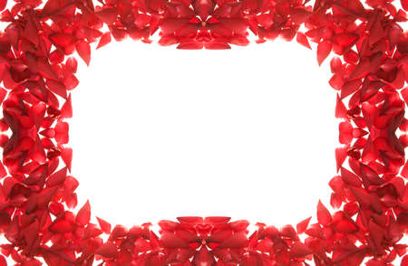 red rose petals frame isolated on whiteの写真素材