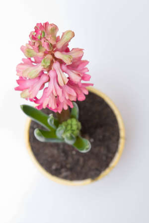 beautiful violet hyacinth in flowerpot isolated on white backgroundの写真素材