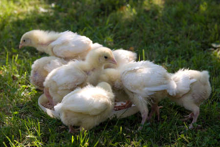 yellow  chicken on green grassの写真素材