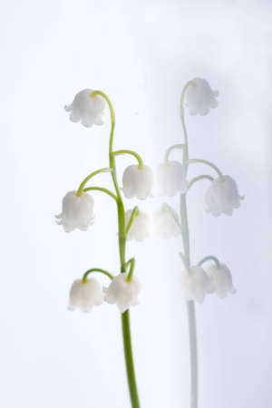 beautiful, fresh lilies of the valley isolated on whiteの写真素材