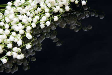 beautiful, fresh lilies of the valley on black, reflective backgroundの写真素材