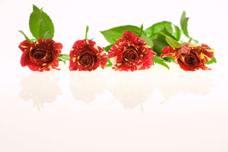 yellow and red roses with copy space, on whiteの写真素材
