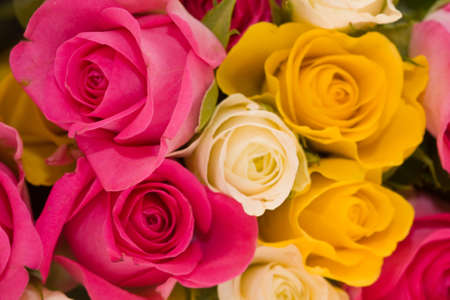 bunch of yellow, pink and ivory roses backgroundの写真素材