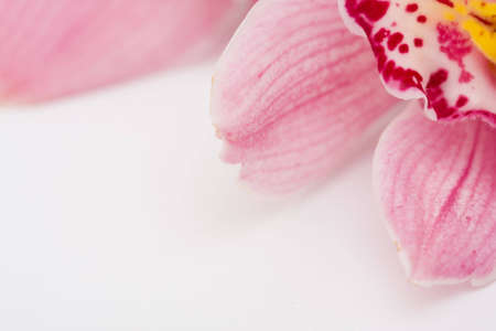 composition of beautiful, pink tiger lilies on bright backgroundの写真素材