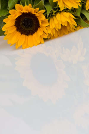 beautiful, fresh yellow sunflowers on white backgroundの写真素材