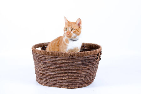 red cat in basket on white backgroundの写真素材