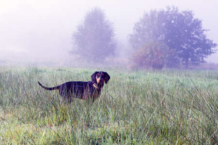 Polish Scenthood Dog on Autumn walkの写真素材