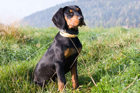 Polish Scenthood Dog on Autumn walkの写真素材