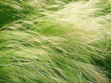 Soft grass in spring backgroundの写真素材