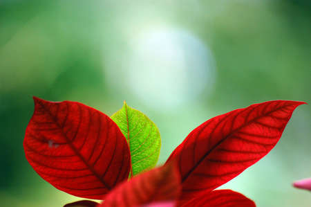 leafsの写真素材