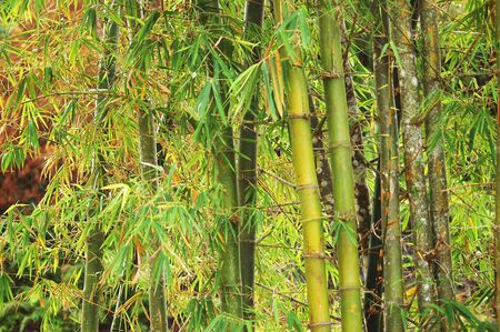 bambooの写真素材