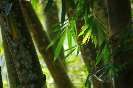 Bamboo forest in tropical rainforest. Bamboo forest background.の写真素材