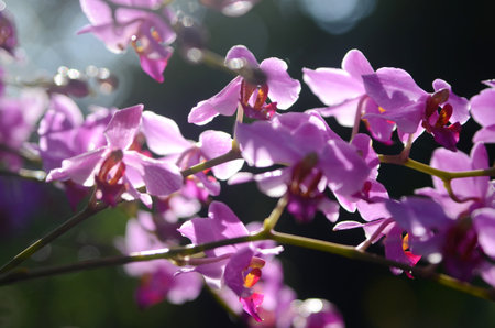 Beautiful purple orchids in the garden on a sunny dayの写真素材
