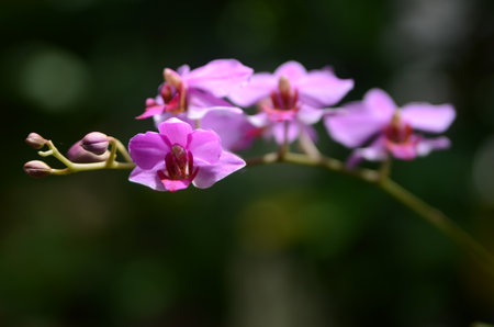 Beautiful pink orchid flowers on a green background, selective focus