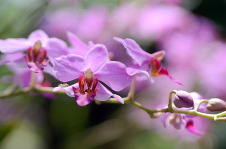 Beautiful purple orchids blooming in the garden. Selective focus.の写真素材
