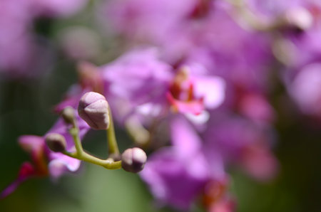 purple orchids in the gardenの写真素材