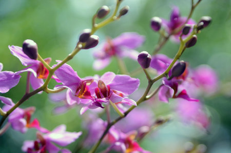 Purple orchid flowers in the garden. Natural floral background.の写真素材