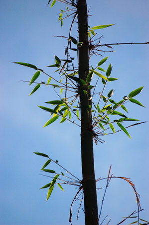 Bamboo stem with green leaves against blue sky. Natural background.の写真素材