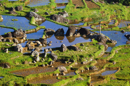 Rice paddies in the highlands of Toraja, Indonesiaの写真素材