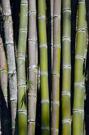 Bamboo forest, closeup of green bamboo trees in the forestの写真素材