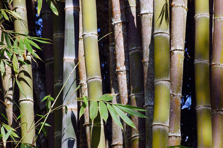 Bamboo forest with green leaves and branches, close-up.の写真素材