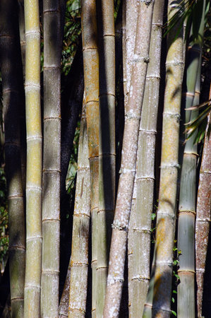 Bamboo trees in the parkの写真素材